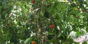 SP: Aproveite as diversas árvores frutíferas encontradas nas ciclovias