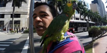 Papagaio curte passeio pelas ciclovias de São Paulo. Veja o vídeo!