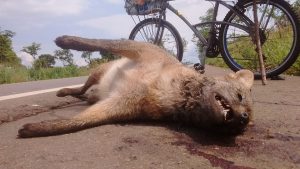Animal morto na beira da estrada/ © Antonio Silva