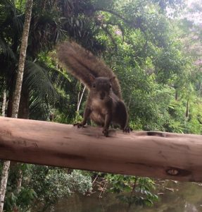 Esquilo na trilha de Tapiraí-SP/ © Arquivo pessoal